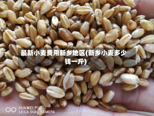最新小麦费用新乡地区(新乡小麦多少钱一斤)