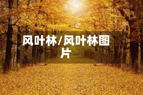 风叶林/风叶林图片