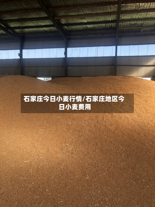 石家庄今日小麦行情/石家庄地区今日小麦费用