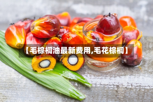【毛棕榈油最新费用,毛花棕榈】-第3张图片