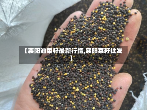 【襄阳油菜籽最新行情,襄阳菜籽批发】