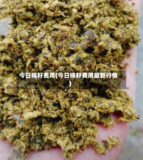 今日棉籽费用(今日棉籽费用最新行情)-第3张图片