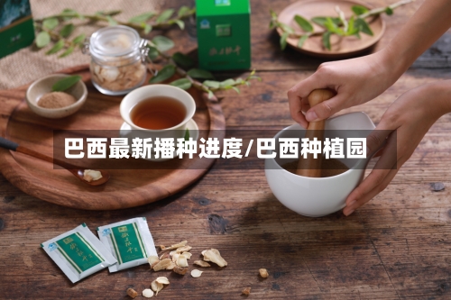 巴西最新播种进度/巴西种植园-第2张图片