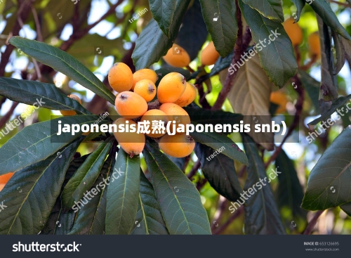 japonensis成熟(japonensis snb)