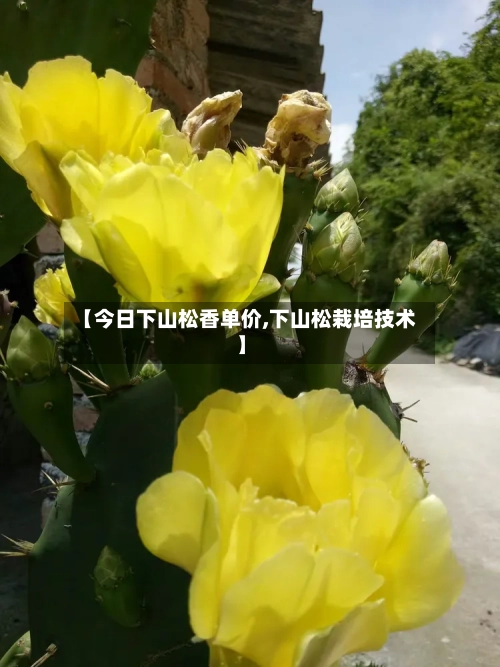 【今日下山松香单价,下山松栽培技术】