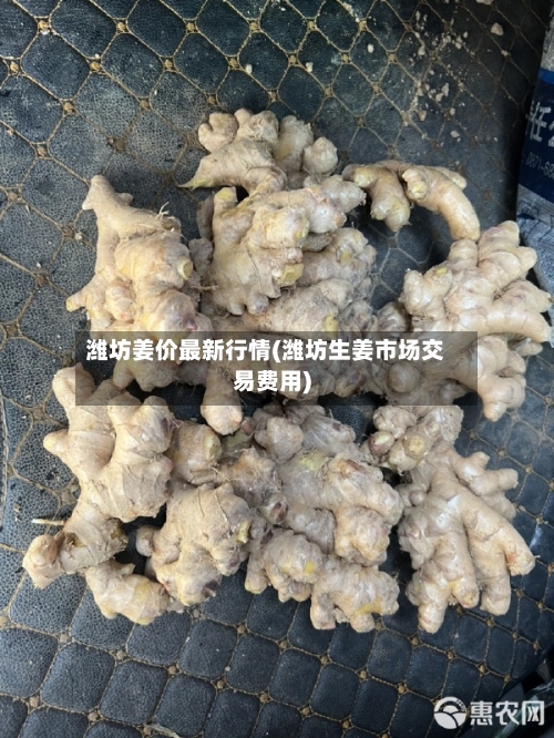 潍坊姜价最新行情(潍坊生姜市场交易费用)-第2张图片