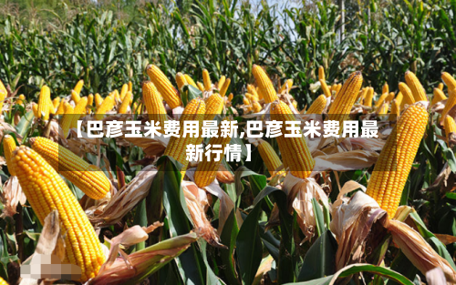 【巴彦玉米费用最新,巴彦玉米费用最新行情】