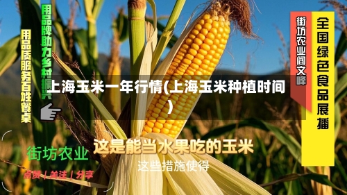 上海玉米一年行情(上海玉米种植时间)-第2张图片