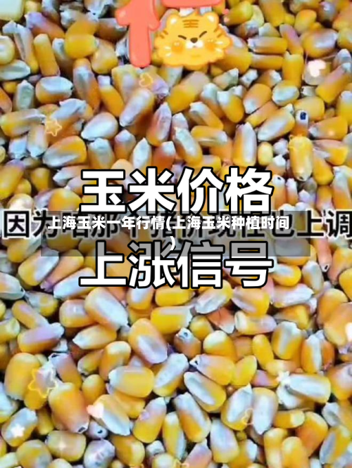 上海玉米一年行情(上海玉米种植时间)-第1张图片