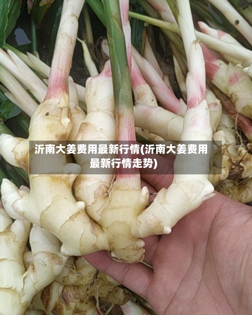 沂南大姜费用最新行情(沂南大姜费用最新行情走势)