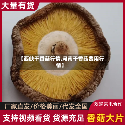 【西峡干香菇行情,河南干香菇费用行情】