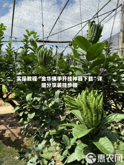 实操教程“金华佛手开挂神器下载”详细分享装挂步骤-第2张图片