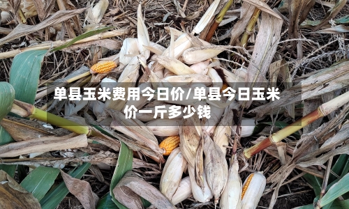 单县玉米费用今日价/单县今日玉米价一斤多少钱-第2张图片