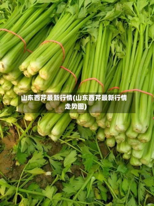 山东西芹最新行情(山东西芹最新行情走势图)