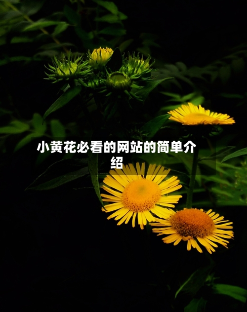 小黄花必看的网站的简单介绍-第2张图片