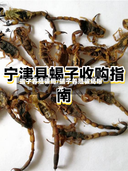 蝎子养殖骗局/蝎子养殖骗局曝光