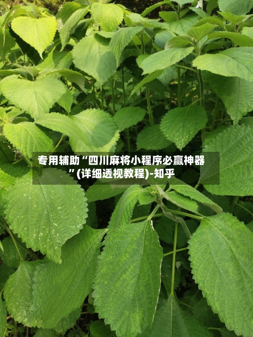 专用辅助“四川麻将小程序必赢神器”(详细透视教程)-知乎-第2张图片