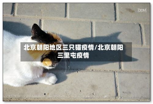 北京朝阳地区三只猫疫情/北京朝阳三里屯疫情-第2张图片