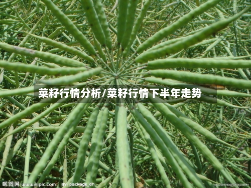 菜籽行情分析/菜籽行情下半年走势-第3张图片