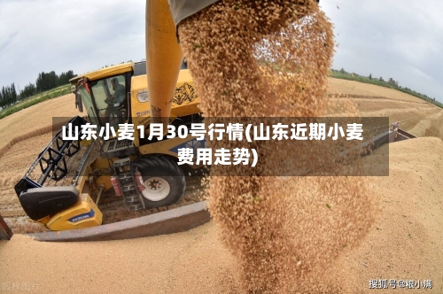 山东小麦1月30号行情(山东近期小麦费用走势)-第3张图片