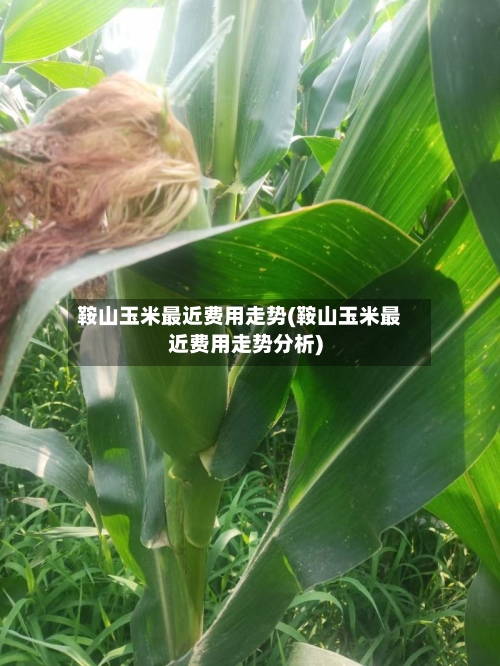 鞍山玉米最近费用走势(鞍山玉米最近费用走势分析)