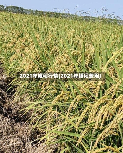 2021年粳稻行情(2021年粳稻费用)-第3张图片