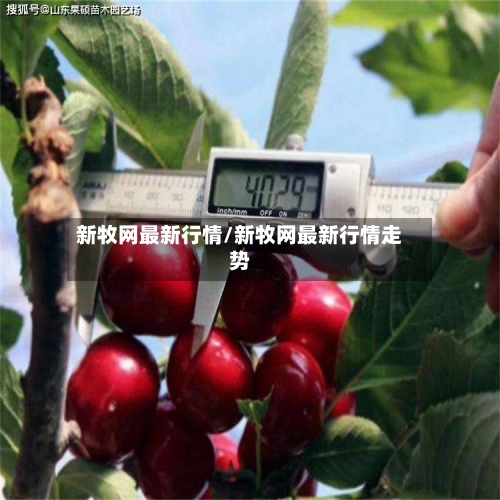 新牧网最新行情/新牧网最新行情走势