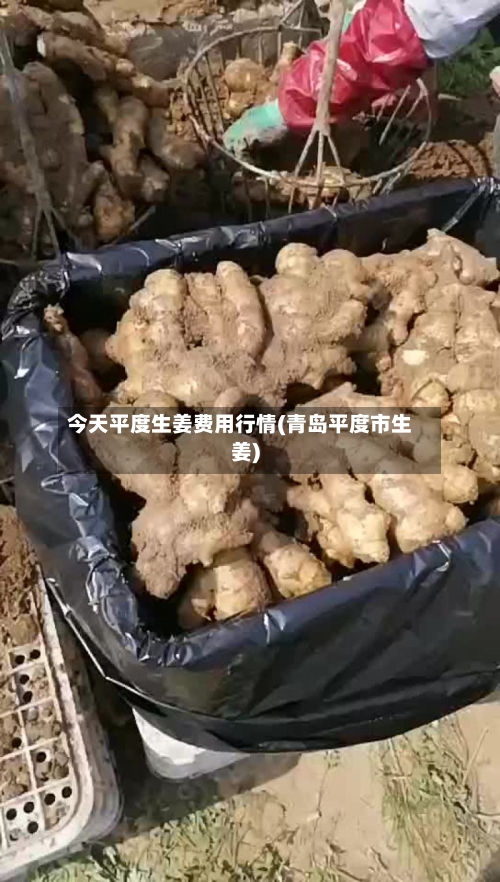 今天平度生姜费用行情(青岛平度市生姜)-第2张图片