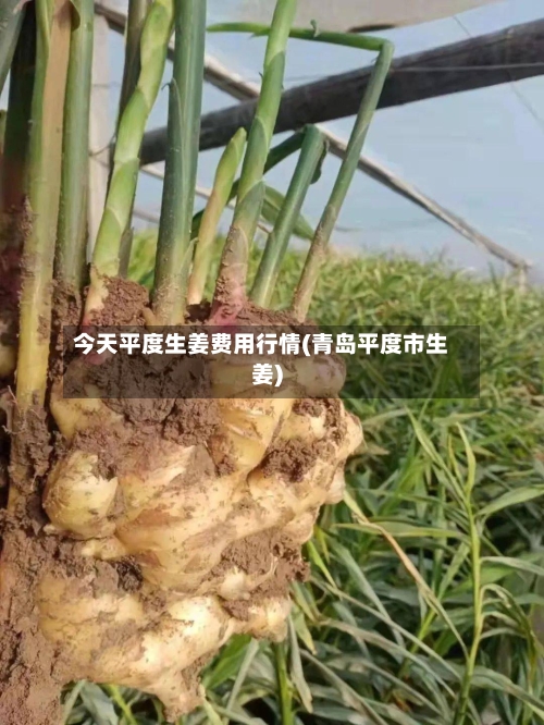 今天平度生姜费用行情(青岛平度市生姜)