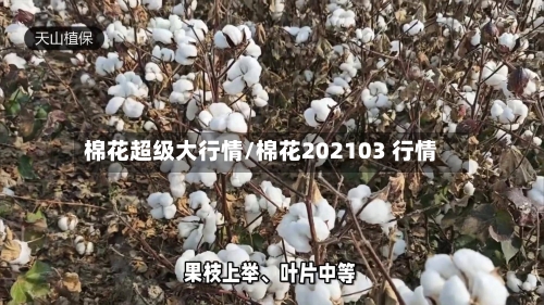 棉花超级大行情/棉花202103 行情