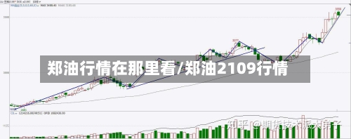 郑油行情在那里看/郑油2109行情